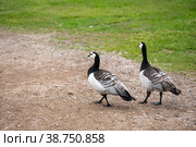 Pair of barnacle goose (Branta leucopsis) Стоковое фото, фотограф Юлия Бабкина / Фотобанк Лори
