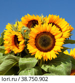 Sunflower. Стоковое фото, фотограф Юлия Бабкина / Фотобанк Лори