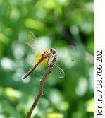 Dragonfly (LAT. Odonata) Стоковое фото, фотограф Владимир Галкин / Фотобанк Лори