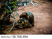 Portrait of turtle copulation under the tree, Arivonimamo, Antananarivo, Madagascar. Стоковое фото, фотограф Сергей Майоров / Фотобанк Лори