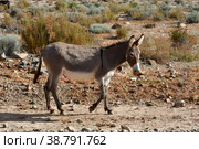 Wild Donkey in Atacama Desert Chile. Стоковое фото, фотограф Andreas Muth-Hegener / Фотобанк Лори