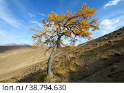Stunning Altai nature landscape of larch tree growing on slope with incredible mountain peaks of Siberia and cloudy blue sky. Natural scenery of autumn Altai mountain view at sunny day. Altai, Siberia. Стоковое фото, фотограф Евгений / Фотобанк Лори