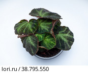 Begonia Rex soli mutata is a genus of perennial flowering plants. Стоковое фото, фотограф Эльвира Коломийцева / Фотобанк Лори