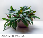 Tradescantia spathacea, the boatlily or Moses-in-the-cradle. Стоковое фото, фотограф Эльвира Коломийцева / Фотобанк Лори