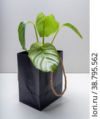Calathea Orbifolia is a genus of flowering plant. Стоковое фото, фотограф Эльвира Коломийцева / Фотобанк Лори