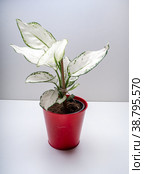 Aglaonema Super White is a genus of flowering plants. Стоковое фото, фотограф Эльвира Коломийцева / Фотобанк Лори