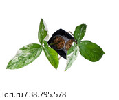 Syngonium Imperial White is a variegated type plant. Стоковое фото, фотограф Эльвира Коломийцева / Фотобанк Лори