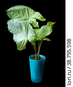 Syngonium Lime Green is a genus of flowering plants in the Araceae family. Стоковое фото, фотограф Эльвира Коломийцева / Фотобанк Лори
