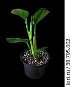 Monstera Standleyana or Philodendron guttiferum Cobra. Стоковое фото, фотограф Эльвира Коломийцева / Фотобанк Лори