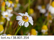 Snail (Cochlea) sits close-up on a white chamomile. Стоковое фото, фотограф Татьяна Ляпи / Фотобанк Лори