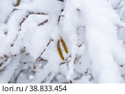 Walnut earrings hanging from a snow-covered tree on a winter's day. Snowfalls and colder climates. Стоковое фото, фотограф Коханова Наталья / Фотобанк Лори