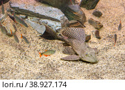 Рыба сом Парчовый птеригоплихт Leopard pleco (лат Ptrrygoplichthys gibbiceps) Стоковое фото, фотограф Галина Савина / Фотобанк Лори