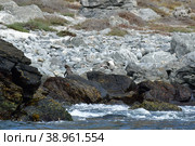 Humboldt Penguin Reserva Nacional Pinguino de Humboldt. Стоковое фото, фотограф Andreas Muth-Hegener / Фотобанк Лори