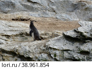 Humboldt Penguin Reserva Nacional Pinguino de Humboldt. Стоковое фото, фотограф Andreas Muth-Hegener / Фотобанк Лори