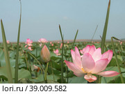 The lotus flower. Valley of lotuses. Akhtanizovsky estuary. Krasnodarskiy kray. Стоковое фото, фотограф Photojuli / Фотобанк Лори