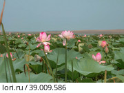 The lotus flower. Valley of lotuses. Akhtanizovsky estuary. Krasnodarskiy kray. Стоковое фото, фотограф Photojuli / Фотобанк Лори