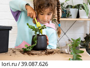 The girl happily takes care of home plants, transplants them into a new soil and pot, embraces the succulent sansivieria, epiphyllum. Hobbies for a child, helping an adult at home, the environment. Стоковое фото, фотограф Ольга Симонова / Фотобанк Лори
