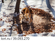 Тигр. Стоковое фото, фотограф Глеб Ильинский / Фотобанк Лори