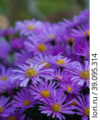 Autumn pink symphyotrichum flowers background. Aster dumosus (Symphyotrichum dumosum,Bushy aster). Blooming bush aster in the rays of the setting sun. Background / wallpaper and lilac aster flowers. Стоковое фото, фотограф Александр Кротков / Фотобанк Лори