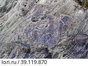 Petroglyph carved on a rock depicting wolf animal dated 35-1 centuries BC on the banks of the Tom River in Siberia (2022 год). Стоковое фото, фотограф Сергей Фролов / Фотобанк Лори