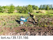 Man farmer working in field on harvesting potatoes with walk-behind tractor (2022 год). Редакционное фото, фотограф FotograFF / Фотобанк Лори