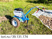 Harvesting potatoes with a walk-behind tractor (2022 год). Редакционное фото, фотограф FotograFF / Фотобанк Лори