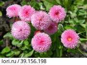 Розовая маргаритка многолетняя помпонная (лат. Bellis perennis) крупным планом. Стоковое фото, фотограф Елена Коромыслова / Фотобанк Лори