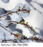 Twigs of blooming cherry plum covered with suddenly fallen snow close-up, bottom view. Стоковое фото, фотограф Андрей С / Фотобанк Лори
