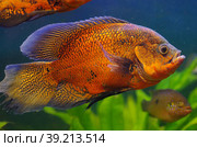 Astronotus ocellatus Cichlidae in the aquarium. Стоковое фото, фотограф Natalia Sidorova / Фотобанк Лори
