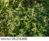 Южный Урал, цветущая мята полевая (Mentha arvensis). Southern Urals, blooming wild mint (Mentha arvensis). Стоковое фото, фотограф Евгений Романов / Фотобанк Лори