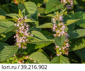 Южный Урал, цветущая мята полевая (Mentha arvensis). Southern Urals, blooming wild mint (Mentha arvensis). Стоковое фото, фотограф Евгений Романов / Фотобанк Лори