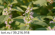 Южный Урал, цветущая мята полевая (Mentha arvensis). Southern Urals, blooming wild mint (Mentha arvensis). Стоковое видео, видеограф Евгений Романов / Фотобанк Лори