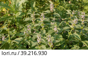 Южный Урал, цветущая мята полевая (Mentha arvensis). Southern Urals, blooming wild mint (Mentha arvensis). Стоковое видео, видеограф Евгений Романов / Фотобанк Лори