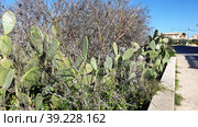 Опунция мелковолосистая (Opuntia microdasys). Надур (In-Nadur). Остров Гоцо (Gozo). Мальта (2023 год). Стоковое фото, фотограф lana1501 / Фотобанк Лори