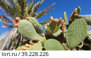 Опунция мелковолосистая (Opuntia microdasys). Надур (In-Nadur). Остров Гоцо (Gozo). Мальта (2023 год). Стоковое фото, фотограф lana1501 / Фотобанк Лори