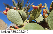 Опунция мелковолосистая (Opuntia microdasys). Надур (In-Nadur). Остров Гоцо (Gozo). Мальта (2023 год). Стоковое фото, фотограф lana1501 / Фотобанк Лори