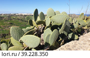 Опунция мелковолосистая (Opuntia microdasys). Надур (In-Nadur). Остров Гоцо (Gozo). Мальта (2023 год). Стоковое фото, фотограф lana1501 / Фотобанк Лори