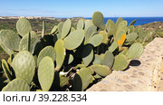 Опунция мелковолосистая (Opuntia microdasys). Надур (In-Nadur). Остров Гоцо (Gozo). Мальта (2023 год). Стоковое фото, фотограф lana1501 / Фотобанк Лори