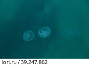 Aurelia jellyfish in the Black Sea, Crimea.Russia. Стоковое фото, фотограф Photojuli / Фотобанк Лори
