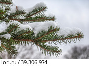 Снег на елочной ветке. Стоковое фото, фотограф Михаил Богородский / Фотобанк Лори