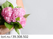 Bouquet of pink hydrangea flower woman hands. Стоковое фото, фотограф Светлана Лажко / Фотобанк Лори