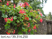 Blooming pink ivy geranium pelargonium, vertical design of landscaping of streets and parks. Beautiful large pelargonium geranium cranesbill flowers. Floriculture and horticulture. Banja Koviljaca. Стоковое фото, фотограф Юлия Петровская / Фотобанк Лори