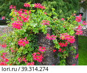 Blooming pink ivy geranium pelargonium, vertical design of landscaping of streets and parks. Beautiful large pelargonium geranium cranesbill flowers. Floriculture and horticulture. Banja Koviljaca. Стоковое фото, фотограф Юлия Петровская / Фотобанк Лори