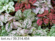 The assortment of home plants pilea on the shelf of the flower shop. Watermelon pilea, Pilea cadierei, a variety of colorful leaves of tropical potted plants. Стоковое фото, фотограф Ольга Симонова / Фотобанк Лори
