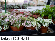 The assortment of home plants pilea on the shelf of the flower shop. Watermelon pilea, Pilea cadierei, a variety of colorful leaves of tropical potted plants. Стоковое фото, фотограф Ольга Симонова / Фотобанк Лори