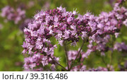 Южный Урал, цветущая душица обыкновенная (Origanum vulgare) на лугу. Southern Urals, blooming oregano (Origanum vulgare) in the meadow. Стоковое видео, видеограф Евгений Романов / Фотобанк Лори