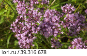 Южный Урал, цветущая душица обыкновенная (Origanum vulgare) на лугу. Southern Urals, blooming oregano (Origanum vulgare) in the meadow. Стоковое видео, видеограф Евгений Романов / Фотобанк Лори