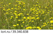 Южный Урал, цветущая Горлюха ястребинковая (Picris hieracioides) на лугу. Southern Urals, blooming hawkweed oxtongue (Picris hieracioides) in the meadow. Стоковое видео, видеограф Евгений Романов / Фотобанк Лори