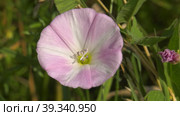 Южный Урал, цветущий вьюнок полевой (Convolvulus arvensis) в поле. Southern Urals, flowering field bindweed (Convolvulus arvensis) in the field. Стоковое видео, видеограф Евгений Романов / Фотобанк Лори
