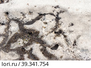 Labyrinths of small rodent burrows thawed in spring. Стоковое фото, фотограф Дмитрий Коростылев / Фотобанк Лори